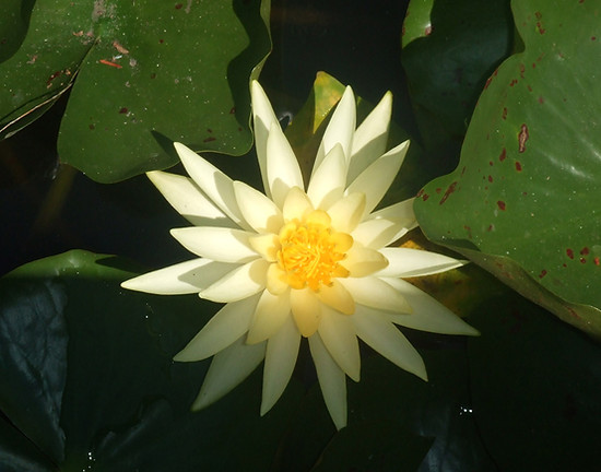 Yellow Water Lily