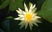 Yellow Water Lily