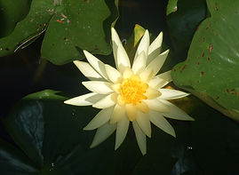 Yellow Water Lily