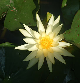 Yellow Water Lily