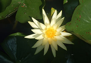 Yellow Water Lily