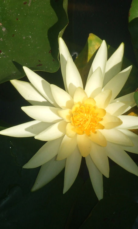 Yellow Water Lily