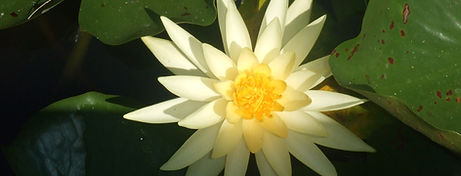 Yellow Water Lily