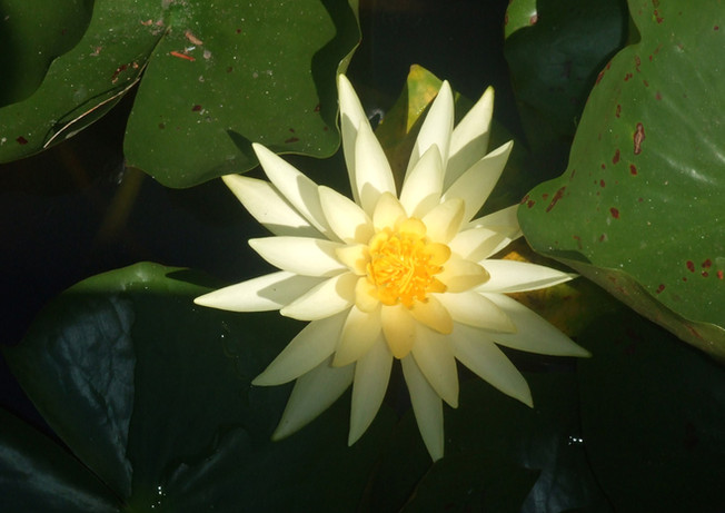 Yellow Water Lily