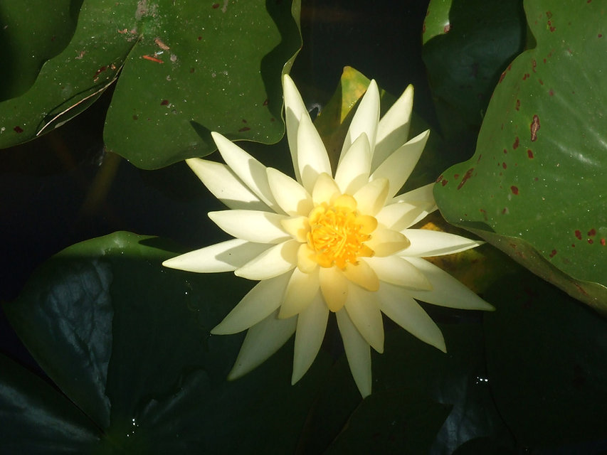 Yellow Water Lily