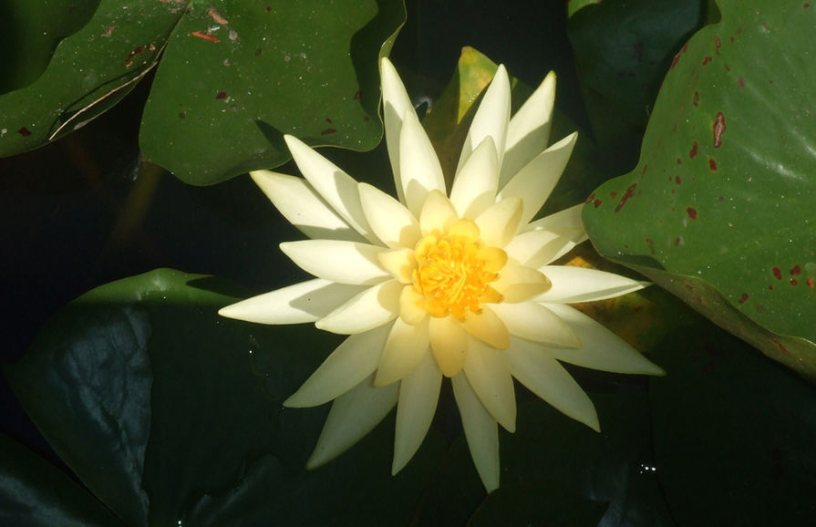 Yellow Water Lily