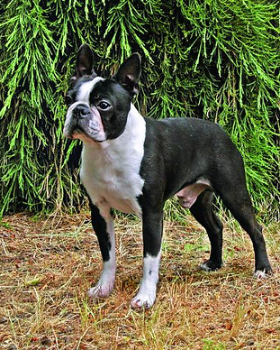 Boston Terrier at Fig Tree Retro Studio