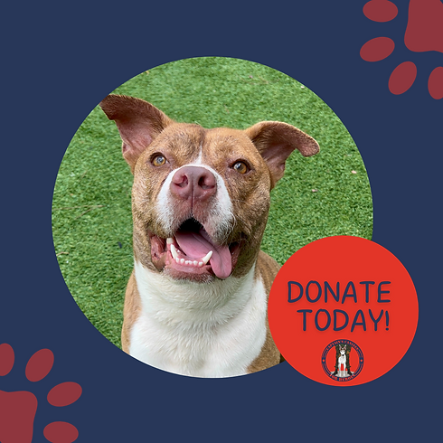 Capt Canines Donate Today.png
