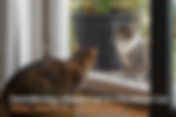Introducing a Street Cat to a Resident Cat: What You Need to Know First