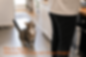 Why Is My Cat Obsessed With Food and Always Hungry?
