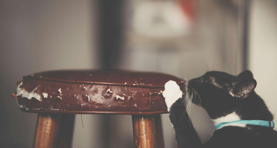 Black and white cat scratching a damaged brown leather stool — example of destructive scratching behavior before training.