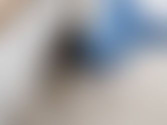 cat following owner everywhere inside home showing attachment or anxiety behaviour