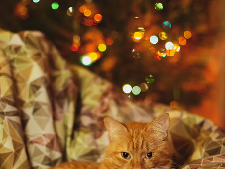 How Overnight Cat Sitting Improves Cat Health and Behavior