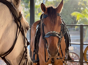 Horses at Barn.jpg