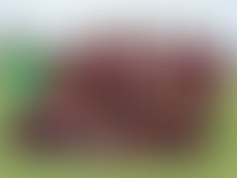 CHAMPION PUMA DONOREJO - TROFEO MINGGU SEHAT #6