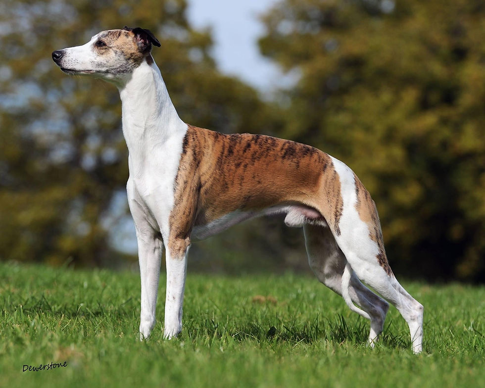 Ch Shalfleet Simply A Lord