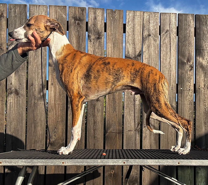 Rossi 4 months.jpg