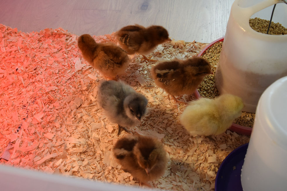 Chicks in their warming-box “incubator”