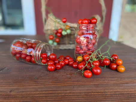 Tomatoes Spring Eternal, but When is Enough Enough?