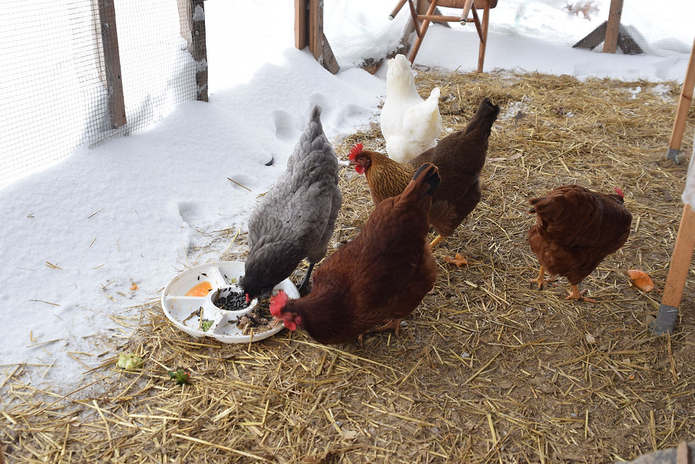We brave all kinds of weather to bring our spoiled chickens their daily snacks