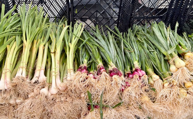 A variety of spring onions at our local farmers market.