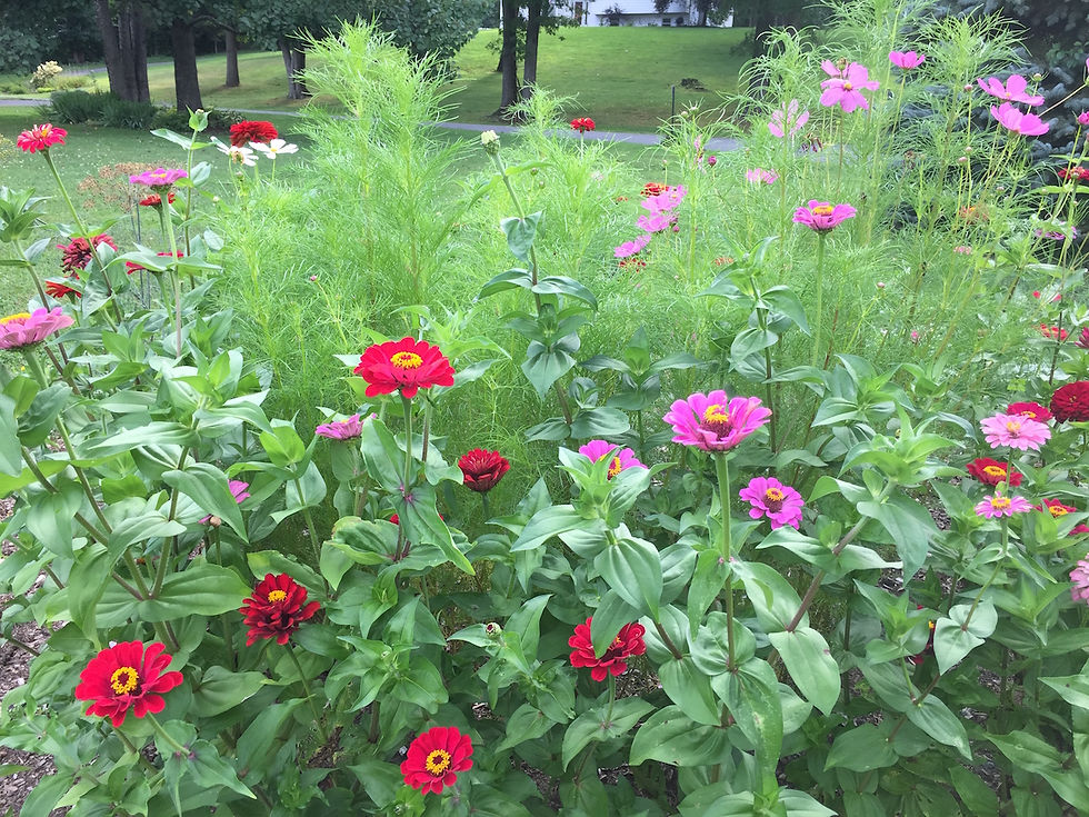 This patch of zinnias and cosmos are just seeds waiting to happen