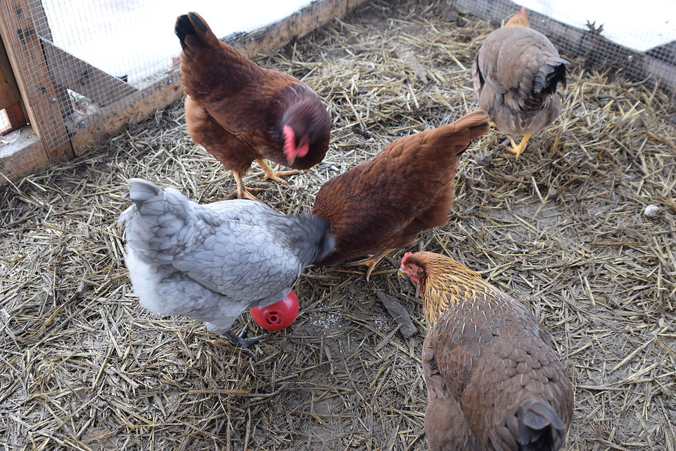 Anna, Reilly, Freda, Peggy, and Elsie enjoy their treat ball inside their safe enclosure