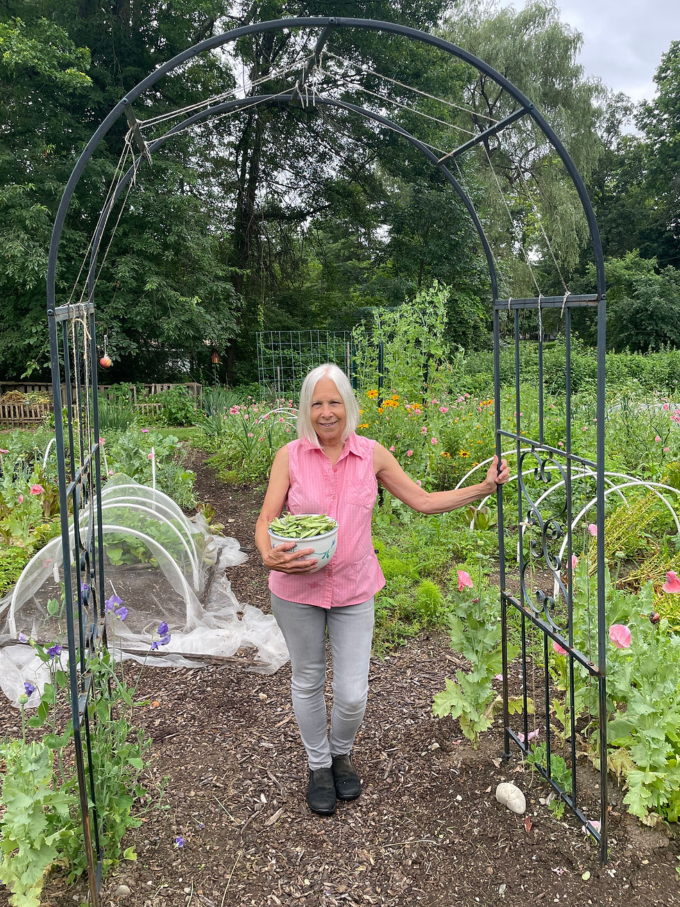 The author picking snow peas in her beloved home vegetable garden