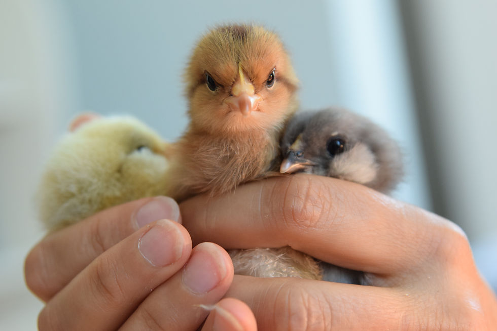 A heart-melting handful of adorable chicks
