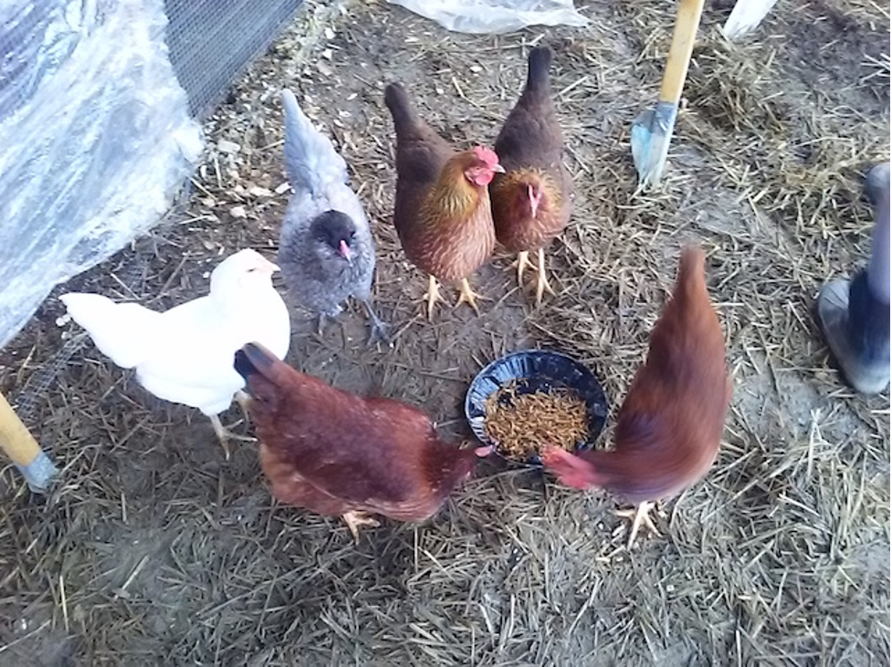 Our flock (clockwise from left): Easter Eggers Marsha and Riley, Welsummers Anna and Elsie, Rhode Island Reds Freda and Peggy