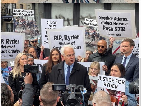 Aisle Seat: If Horses Could Only Vote