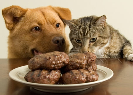 The Great Kibble Crisis of 2021