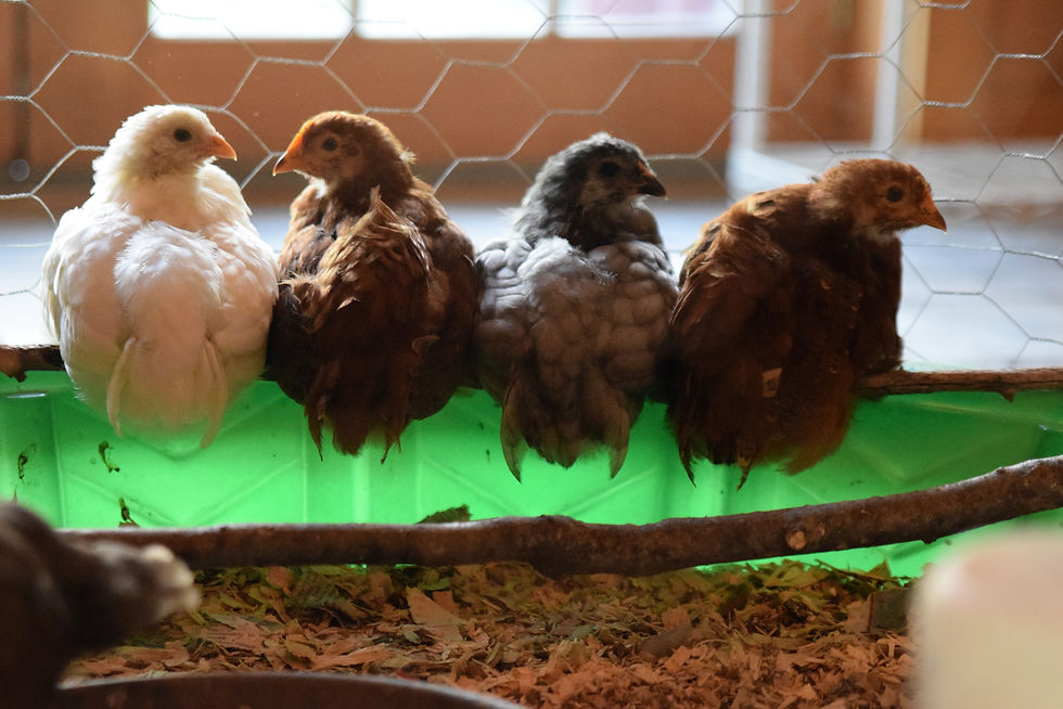 Soon all the chicks have learned the skill