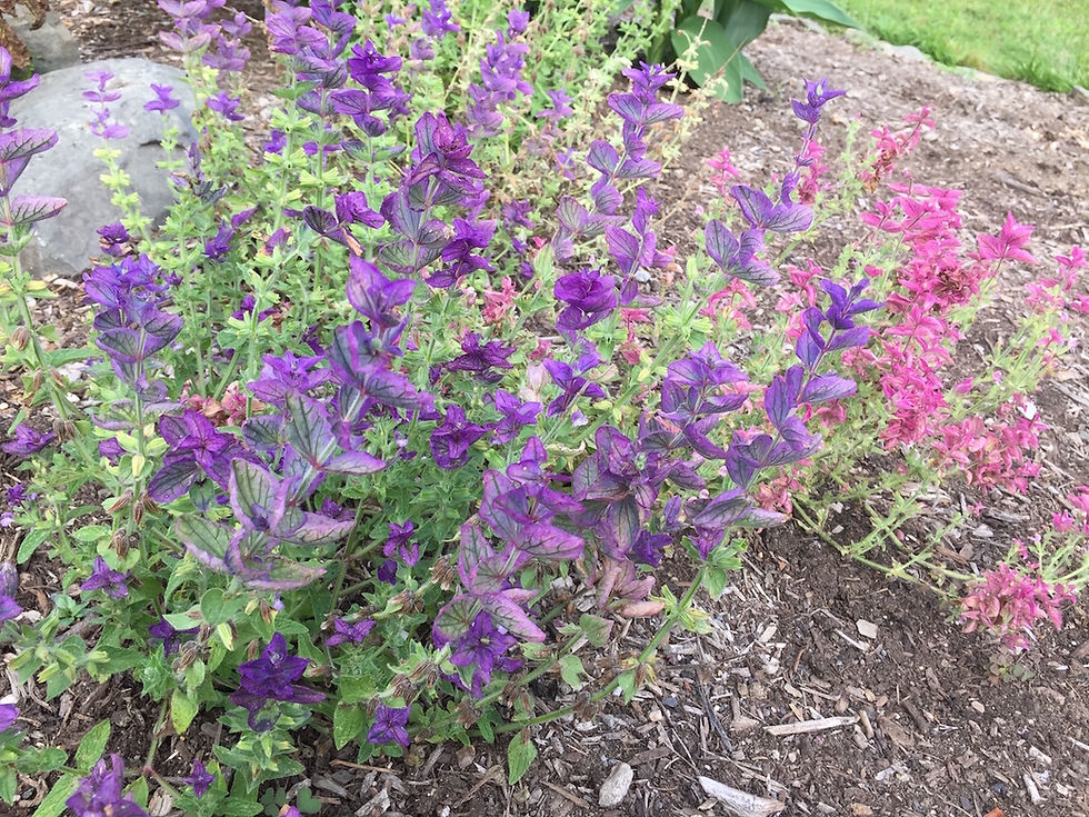 To my delight, this vignette of Clary Sage flowers popped up on its own this spring for a spontaneous display