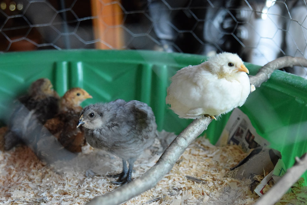 Marsha perfects the art of perching while Reilly looks on