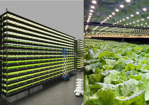 Fazenda vertical eólica produz mil toneladas de alimentos por ano