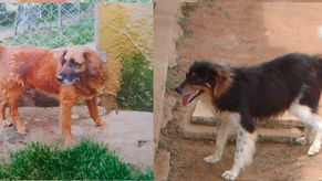 Conheça a história da MaxMello, ONG paulista que cuida de mais de 480 pets