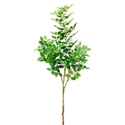 BRANCHE-DACACIA-31-PSL310GR-600x600.jpeg