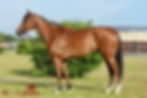 BEVAN (2019)
