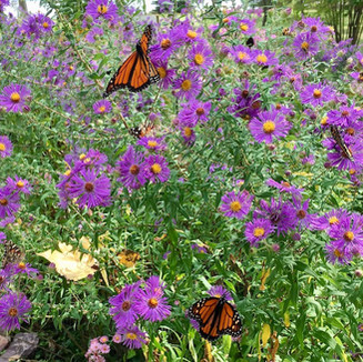 butterfly.jpeg