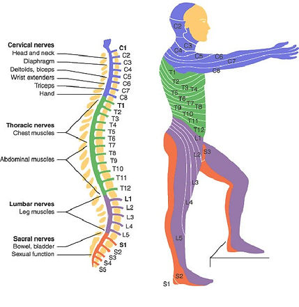 A graphic showing a man, the levels of the spinal cord, and what body part each level affects.