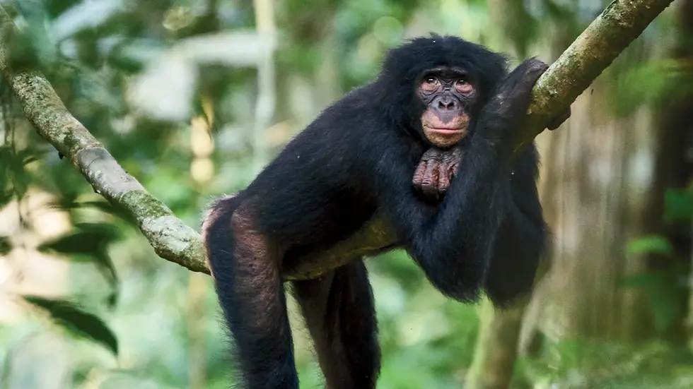 What Bonobos Teach Us About Female Power and Cooperation - Harvard Magazine