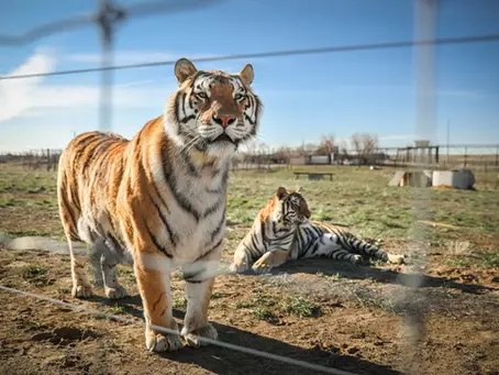 DNA Reveals the Origin Stories of America’s Captive Tigers - New York Times