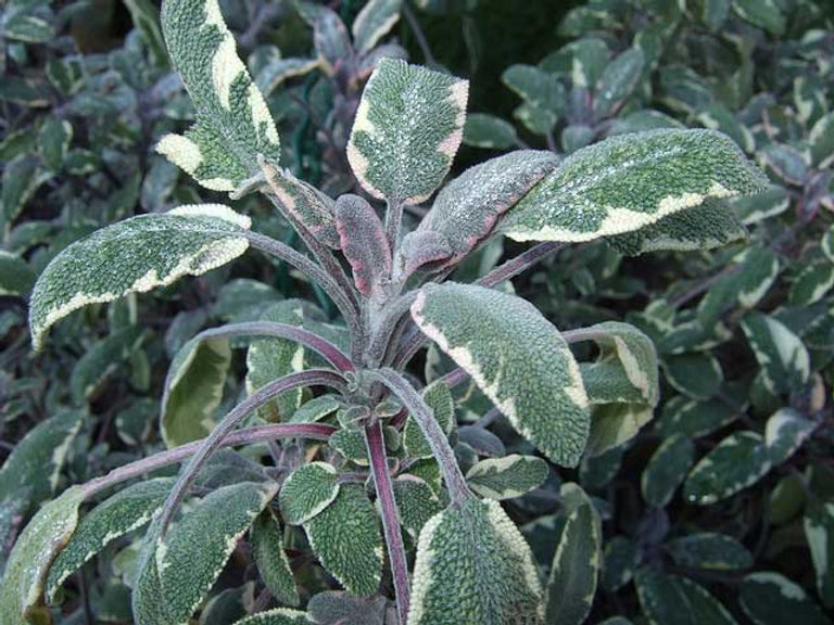 In Your Garden: How to use sage in your kitchen
