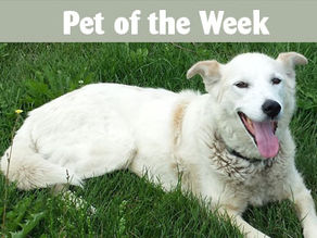 Pet of the week: Sandy
