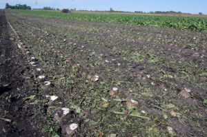 Slicing the tops off the sugar beets is called defoliating, something Earl has done every fall for many years.Photo by Scott Thoma