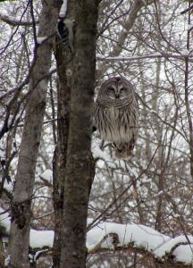Barred owl on Tim’s land. Photo by Jan King
