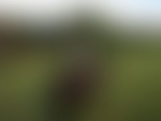 Mounted patrol saddles up