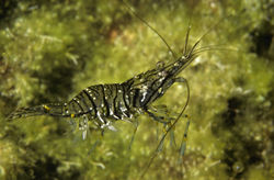 Felsengarnele-Palaemon-elegans-1500