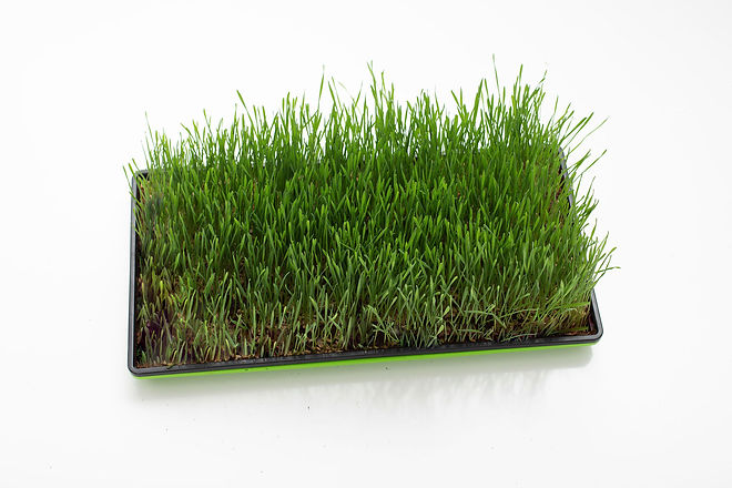 wheatgrass tray
